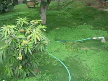 Garden irrigated with treated blackwater in Peru. Source: HOFFMANN (2008)